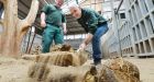 Conor Pope cleaning up elephant dung  at Dublin Zoo. Photograph: Alan Betson