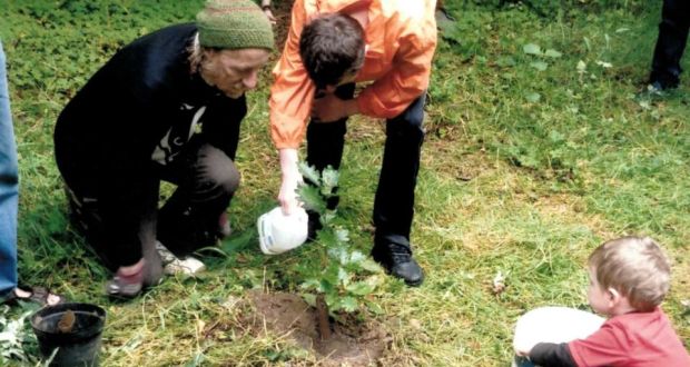 Ted Cook planting Brian Boru oak with Adam O’Donovan and Tom O’Brien in August