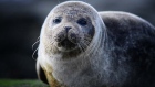 Seal the deal: marooned pup makes it back to Irish sea