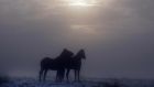 The weather is due to turn “bitterly cold with biting winds”. Horses on Divis Mountain in Belfast last week. Photograph: Getty