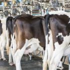 Muufri’s  chief technology officer warns that moves to increase milk production in order to satisfy global demand could lead to a sharp deterioration in quality