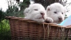 Snow-white fur, blue eyes, and pink heels:  four rare lion cubs born in Crimea