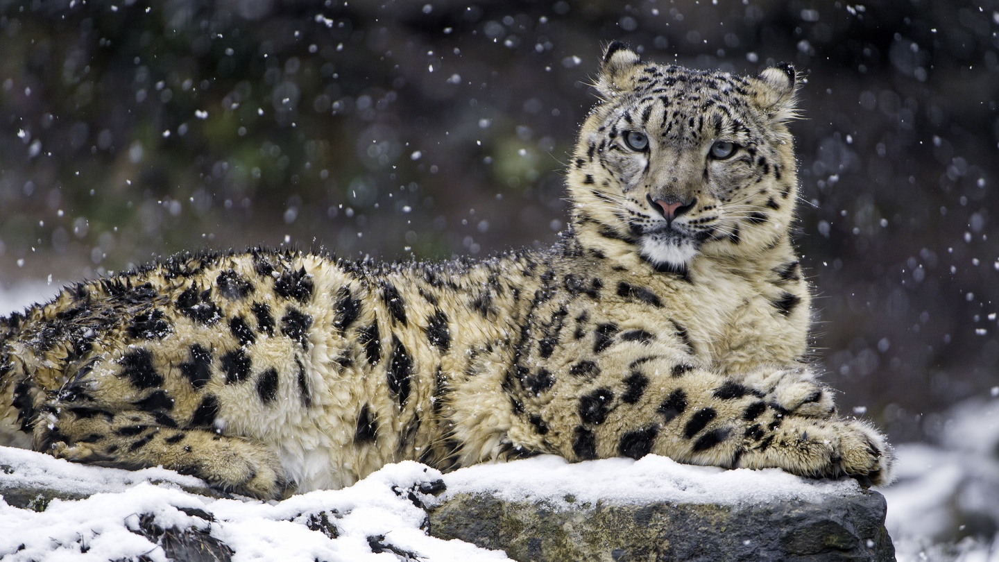 Snow Leopard Conservation Project Brings Animal Back From The Brink