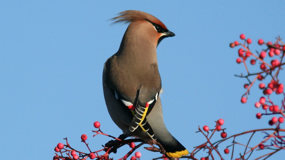 Bird watch ireland 