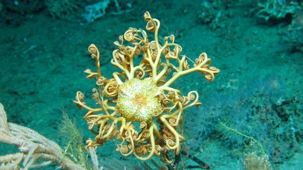   Gorgonocephalus - an Ophiuroid Basket star, was also seen off the west coast. Photograph: Marine Institute 
