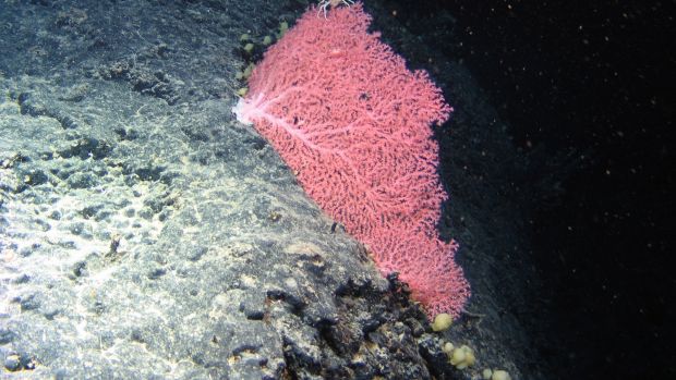   This delicate octocoral, Corallium, has never been recorded in Irish waters before." Photograph: Marine Institute 
