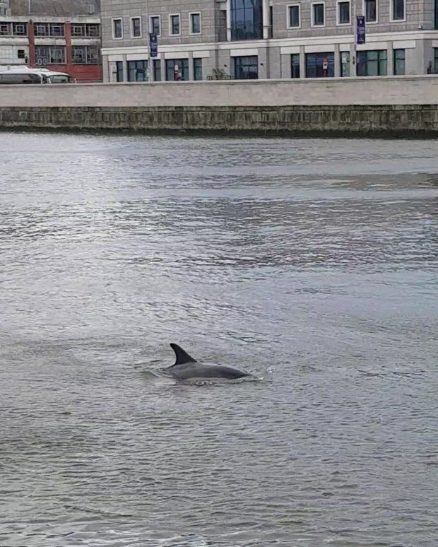 The dolphin takes the air near Butt Bridge. Photo: Paddy Logue
