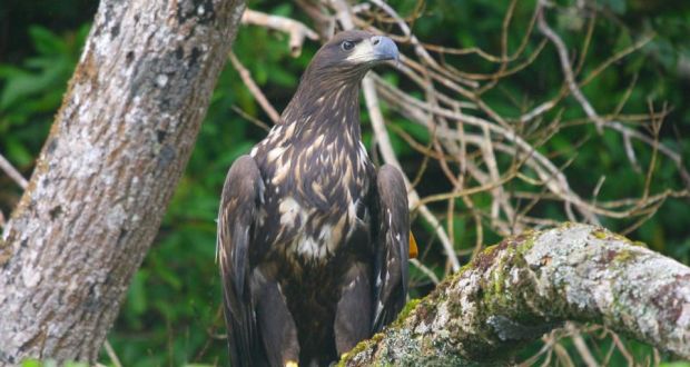 First White Tailed Eagle Chicks Hatch In Ireland For Over