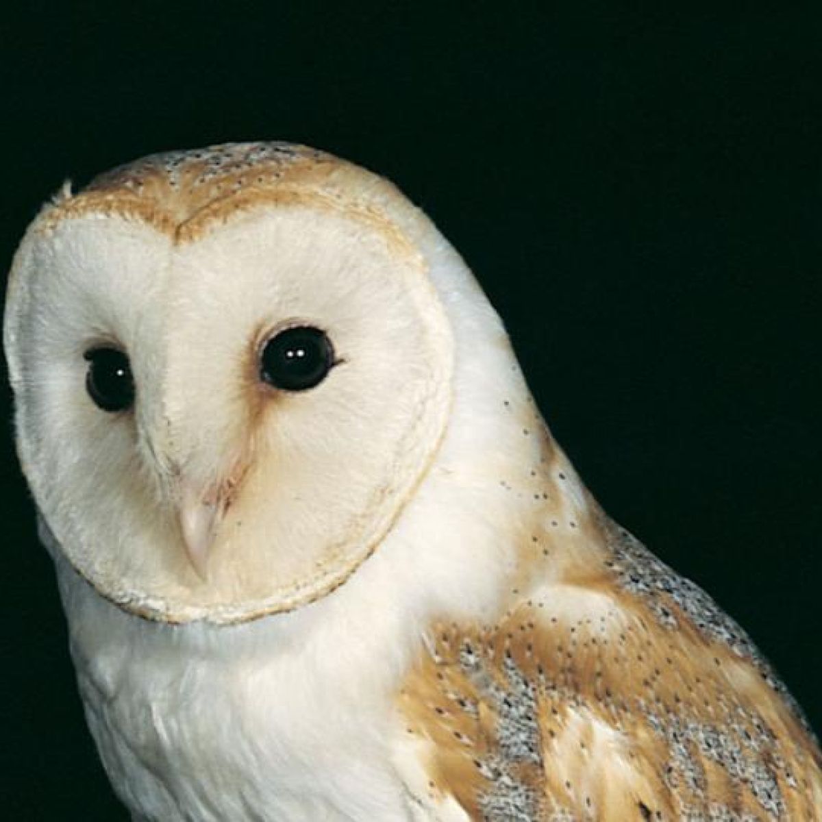 Rat And Mouse Poisons Devastating Irish Barn Owl