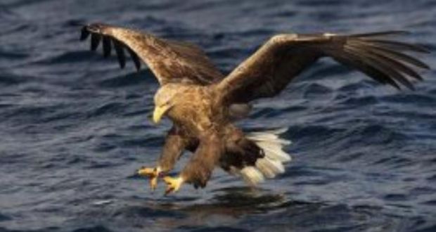 One Of Only Two Irish Bred White Tailed Eagles Shot And Killed