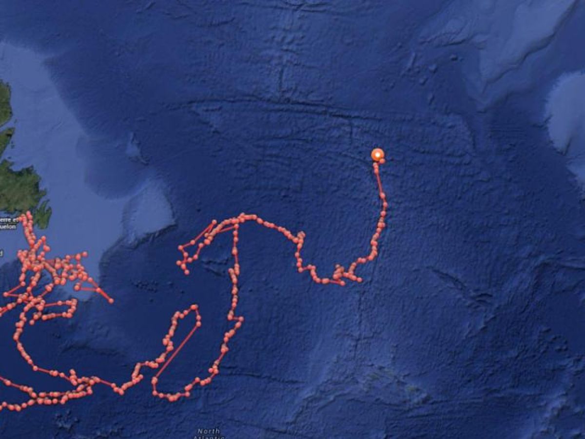 Utilgængelig Thrust etnisk Great white shark tracked 1,200kms off Irish coast