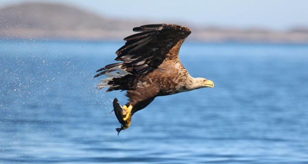 Director Of The Golden Eagle Trust Concerned For The Long Term