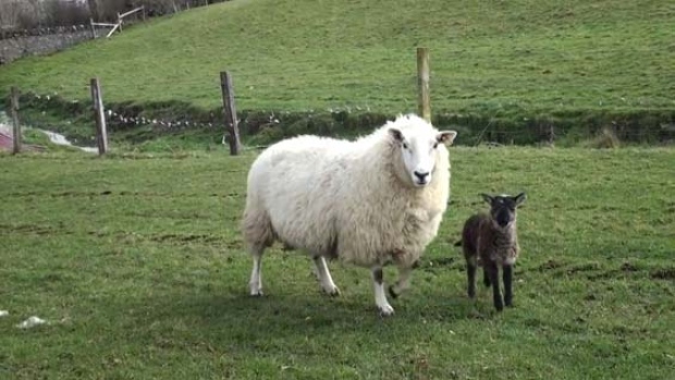 A goat trapped in a lambâ€™s body in Co. Wicklow