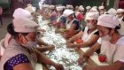 Women work the conveyor belt at a Nicaragua coffee processing co-operative, picking out unsuitable beans so the coffee can command a higher price. Photograph: Brenda Fitzsimons