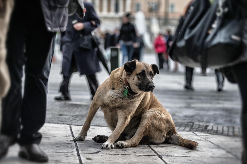 Greek store street dog