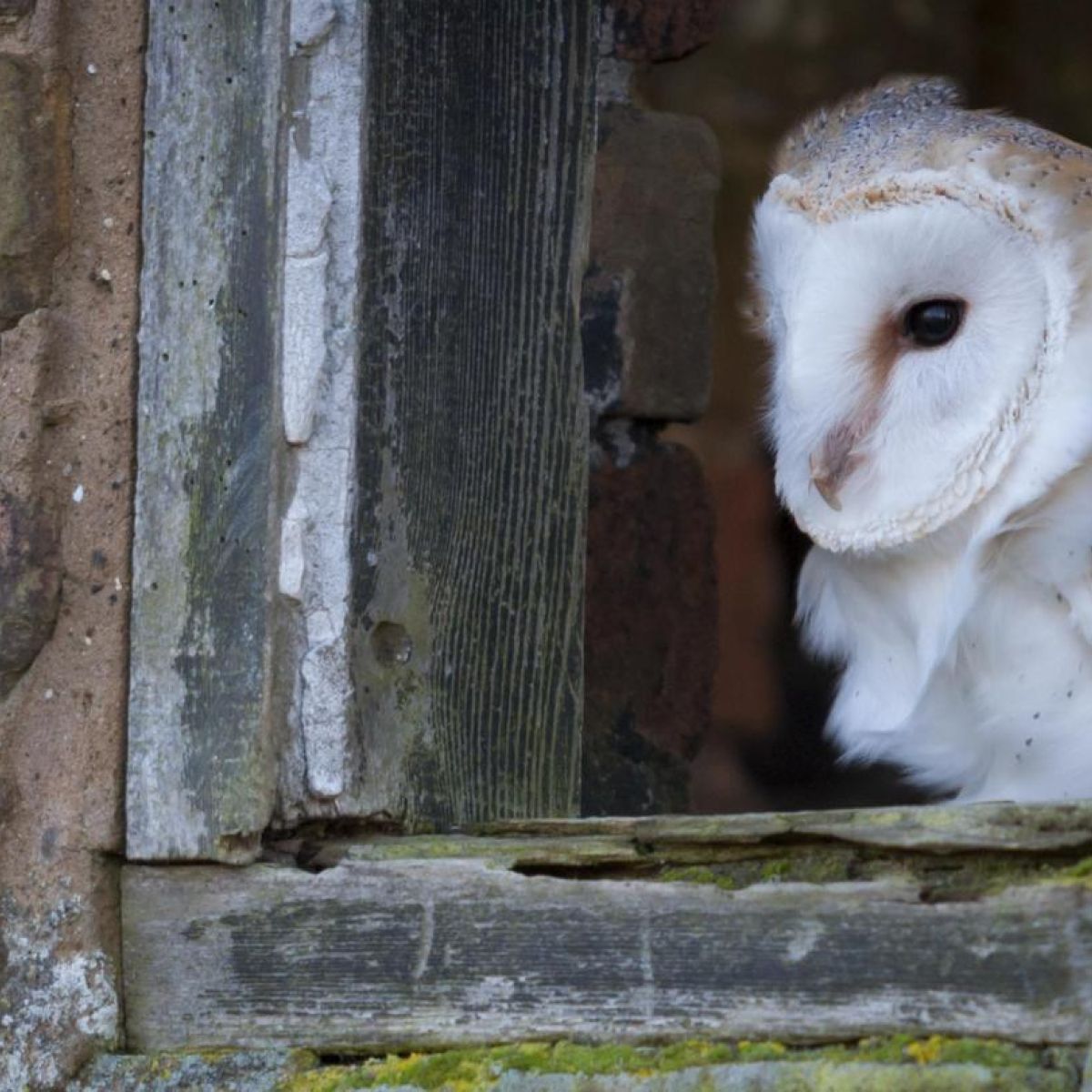 Deaths Of Barn Owls And Chicks Lead To Survey On Tralee Bypass