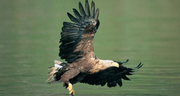 White Tailed Eagle Ingar Thought To Have Been Poisoned