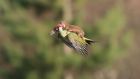 A weasel flies through the air courtesy of a woodpecker in London on Monday. Photograph: Martin Le-May 