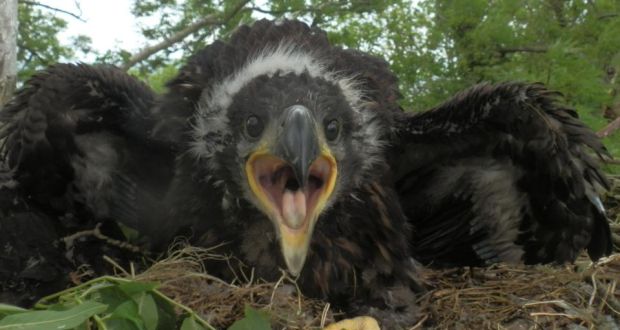 White Tailed Eagle Chicks Hatch In Five Nests