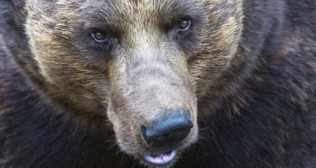 Russian Town Besieged By Hungry Bears - 