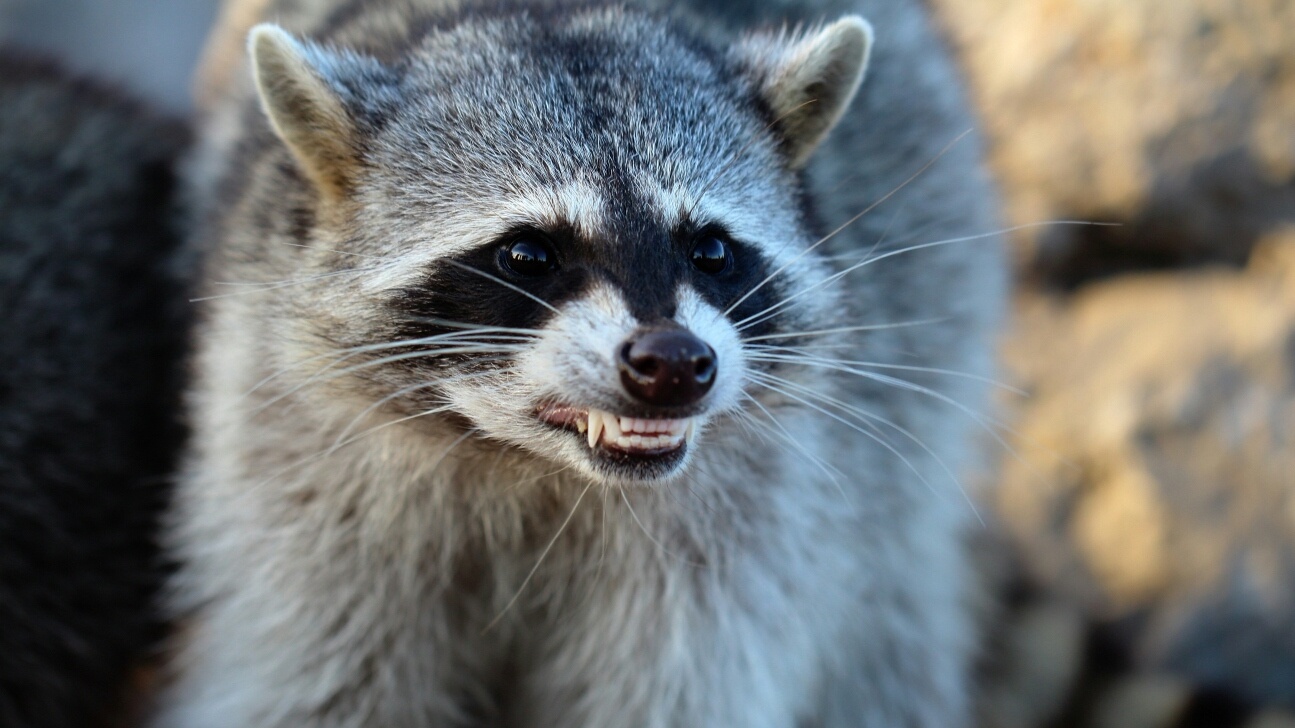 ‘Vicious raccoons’ attack Irish couple in San Francisco