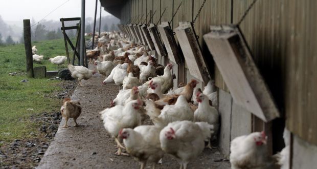 Breast Is Best As Irish Buyers Flock To Chicken