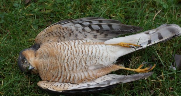 Over 30 Protected Birds Of Prey Poisoned In Northern Ireland