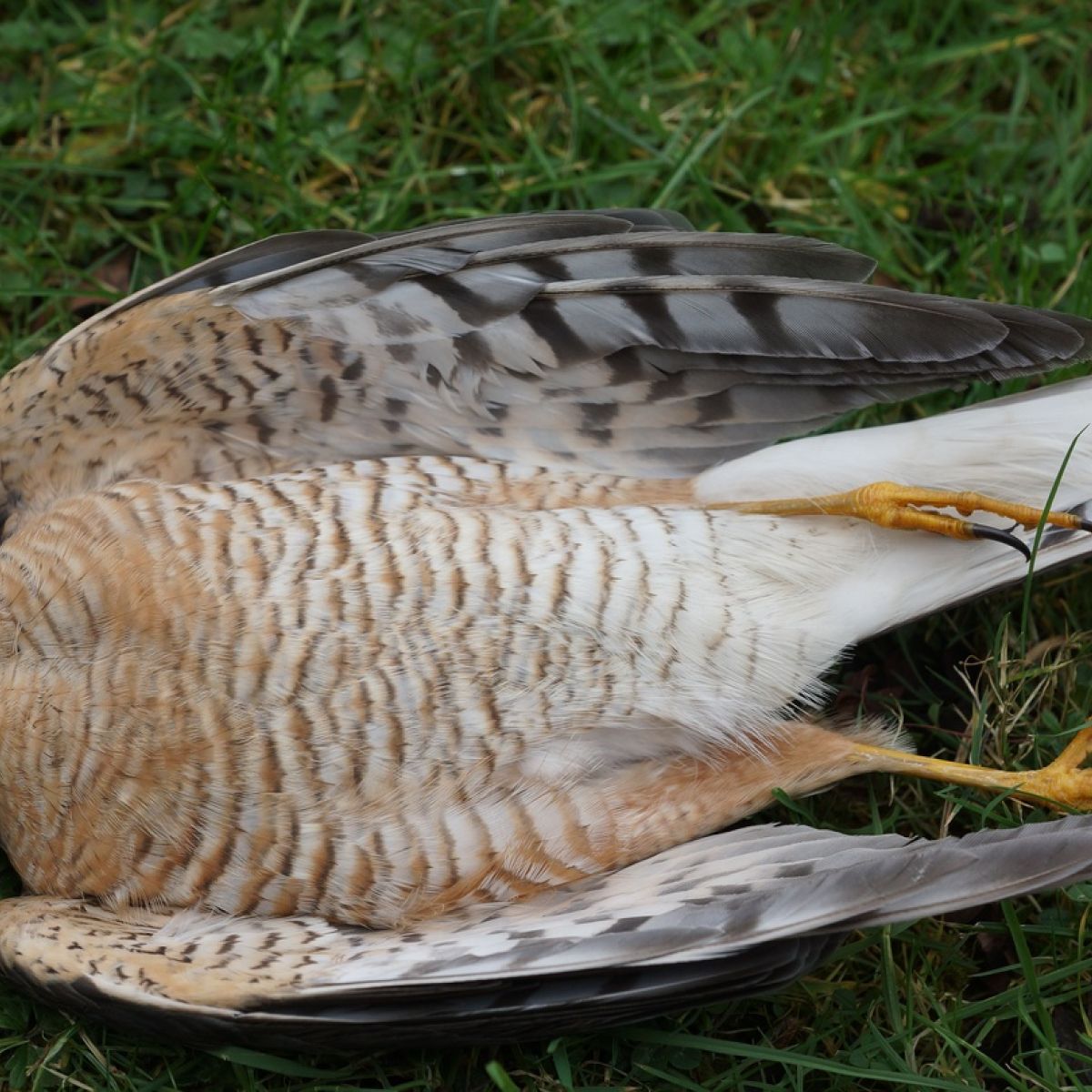 Over 30 Protected Birds Of Prey Poisoned In Northern Ireland