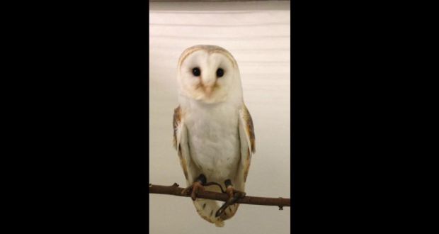 Owls Seized Amid Suspicion Of Illegal Sale On Internet