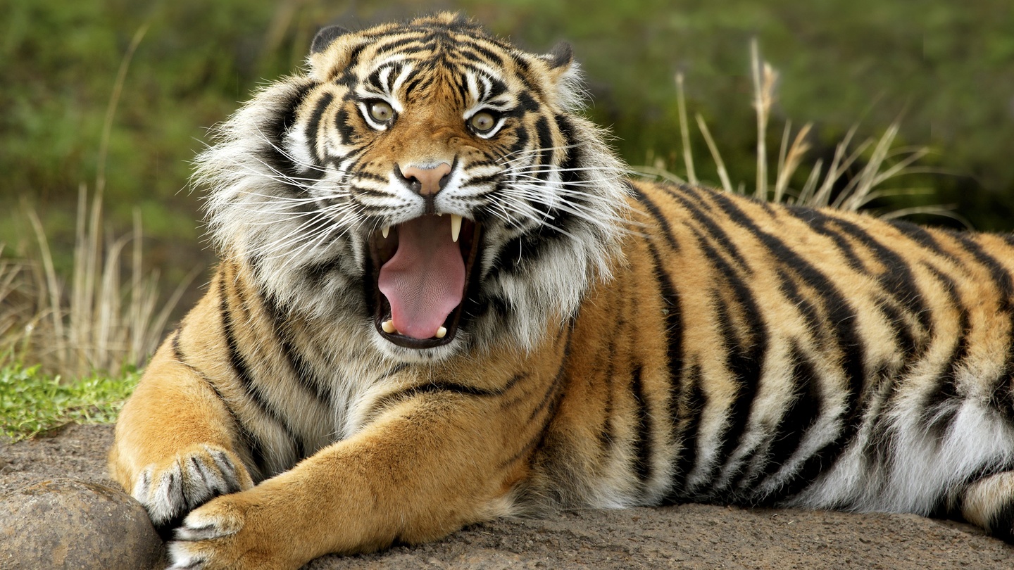 Download 6800 Koleksi Gambar Harimau Kalimantan Terbaik Gratis HD