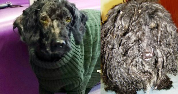 Abandoned Poodle Blinded By Overgrown Matted Hair