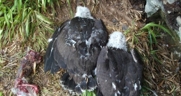 Golden Eagles And Irelands Uplands Crisis