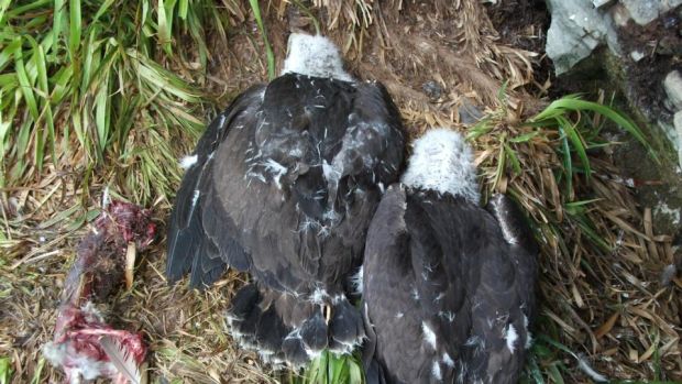 Golden Eagles And Irelands Uplands Crisis