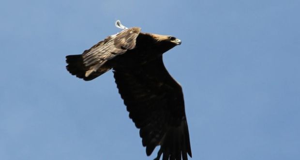 Golden Eagles And Irelands Uplands Crisis