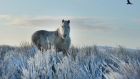 A horse stands still in the snow on Black mountain last month in Belfast. Photograph: Charles McQuillan/Getty Images