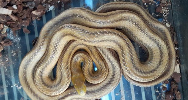 Snake Falls Out Of Ceiling Onto Man At House In Dublin