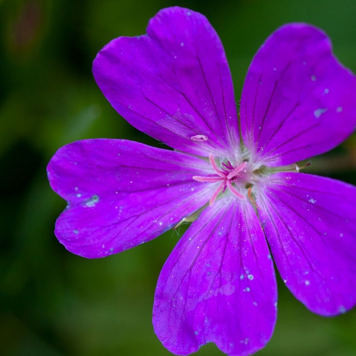 Armenian Flower Symbol Best Flower Site