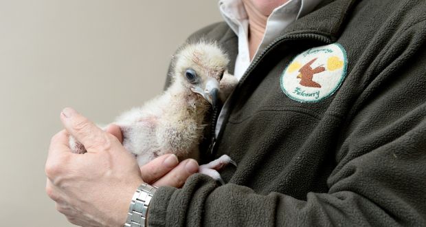 First Golden Eagle Chick Bred In Irish Captivity