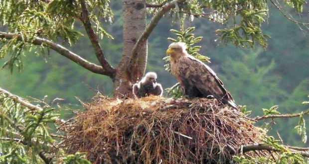 Eagles Chicks Hatch On Lough Lein Killarney