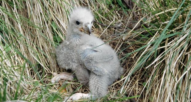 Kerry Eagle Chick Dies After Suspected Nest Disturbance