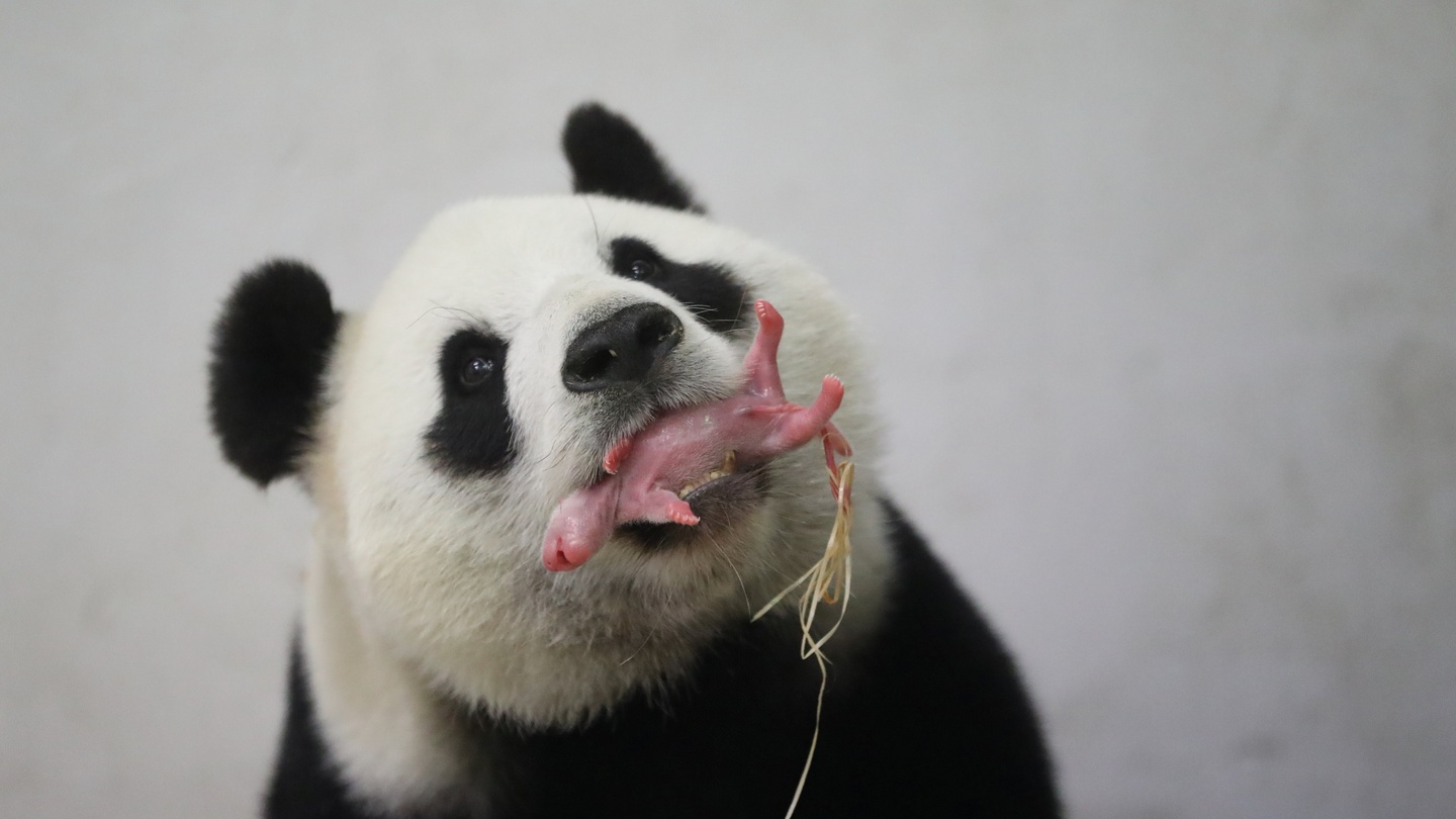 It S A Boy Rare Giant Panda Cub Born In Belgian Zoo