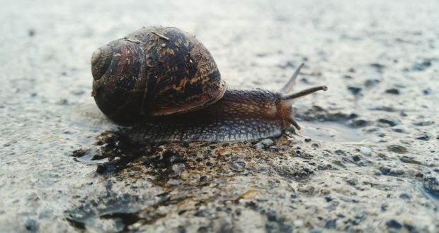 Slow Hazard Car Flips After Hitting Snail Slime On Road - 