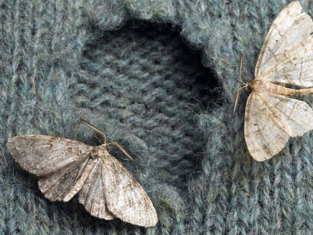 The Hole Truth How Clothes Moths Make Themselves At Home In Summer