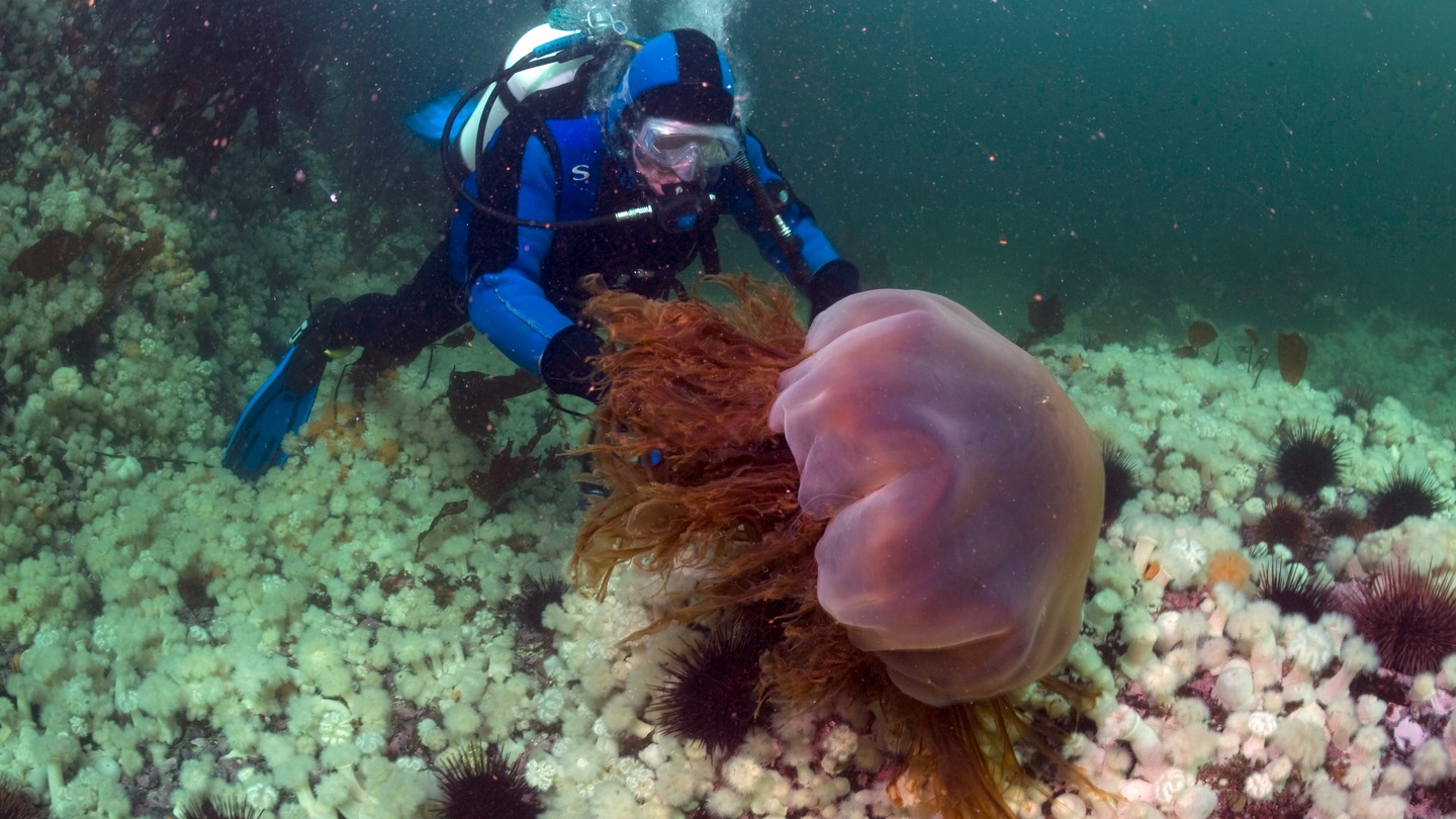 Медуза водная среда обитания