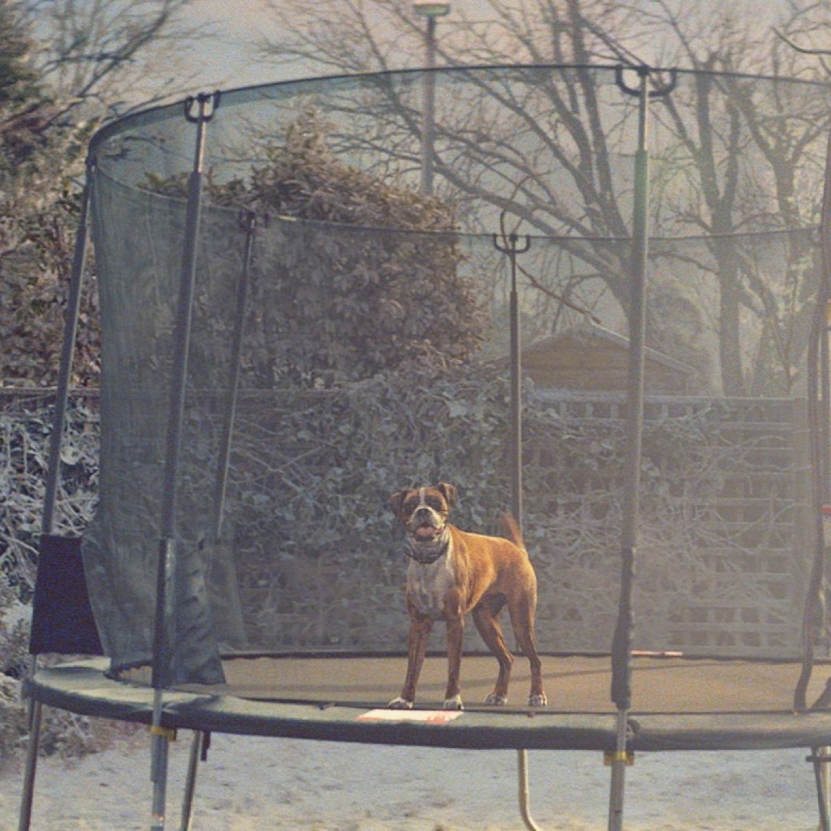 John Lewis Christmas Ad Tries To Cheer Us Up With Buster The Boxer