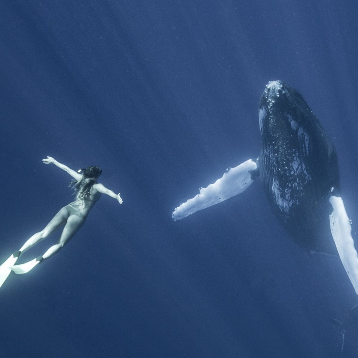 Fantastic Beasts Have A Whale Of A Time In Tonga