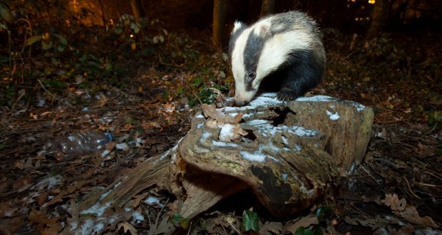 Hibernation Torpor And Holly How Animals Survive Winter