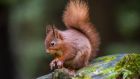Howth’s red squirrel population may be under threat. Photograph: iStock