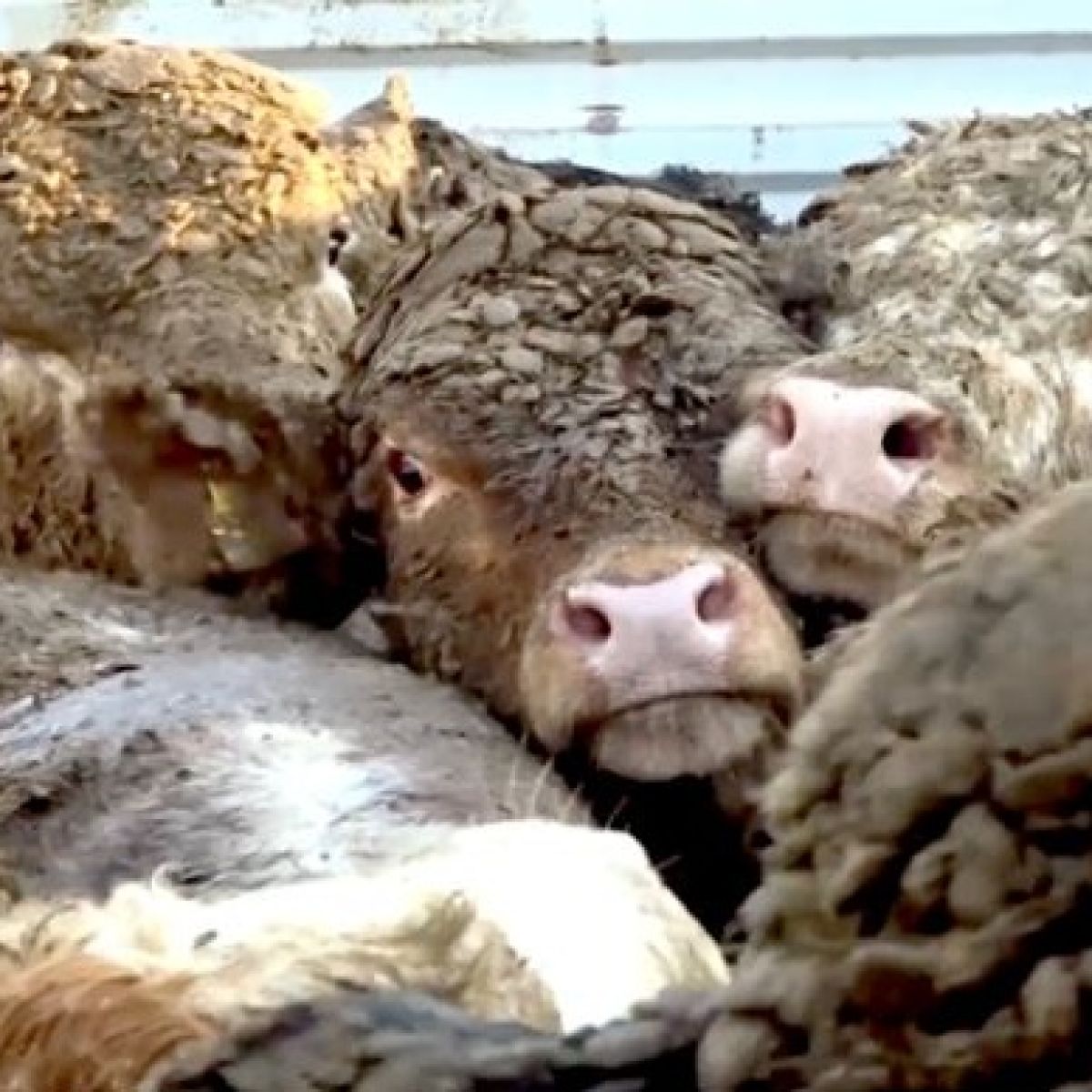 Irish Cattle Slaughtered In Conditions Breaching Eu Law