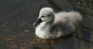 Swan Through Life By Getting To Like Your Ugly Duckling